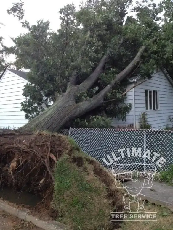 A large oak uprooted and fallen onto a house behind a chain-link fence