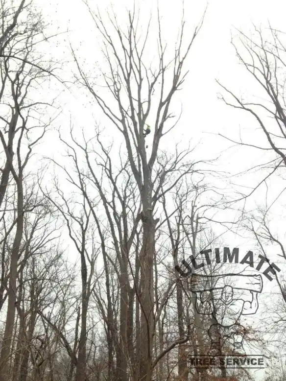 Climber working a tall dead, bare tree at bucket-truck height