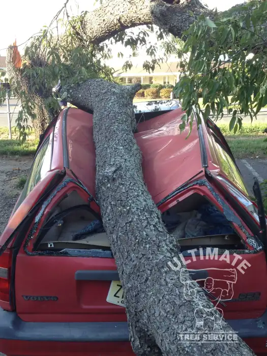 A Tree Just Came Down on Your House or Car: What to Do First