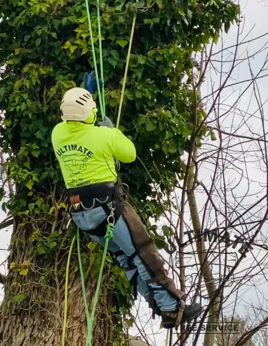 Ultimate Tree Service climber in full harness ascending a tree trunk