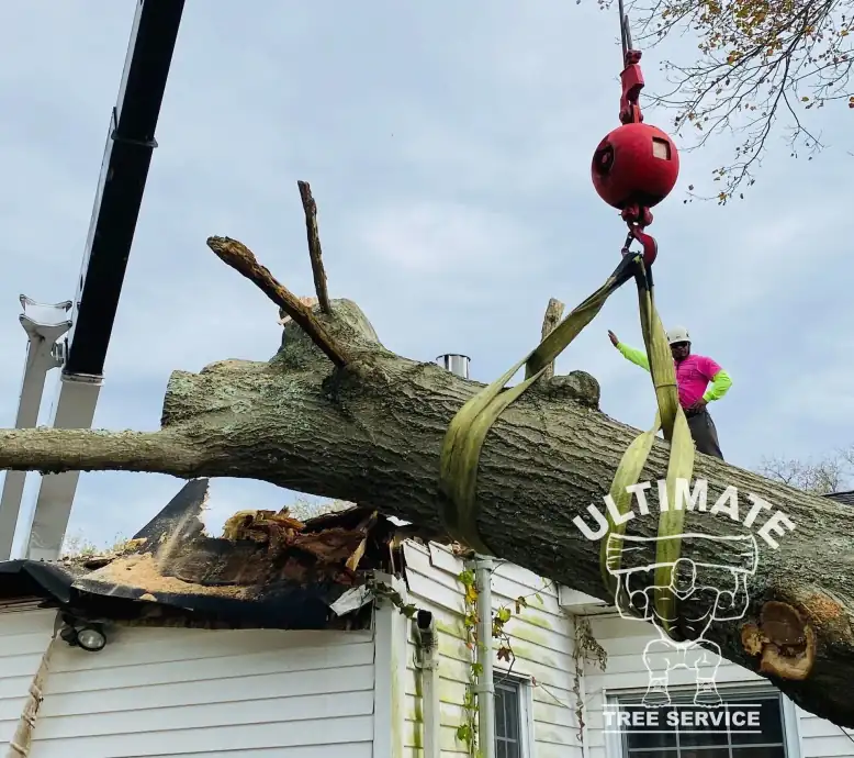Crane lifting a large fallen trunk off a storm-damaged roof while a crew member directs
