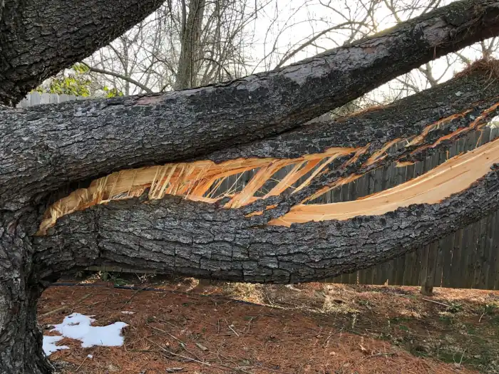 Close-up of a storm-split pine trunk