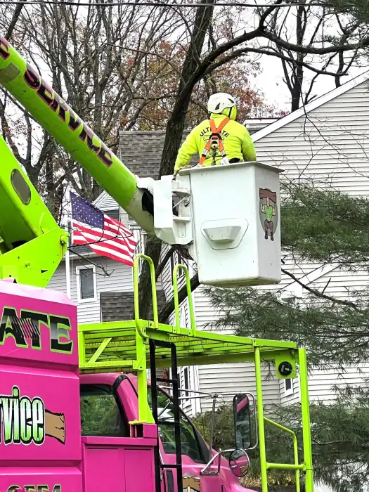 Ultimate Tree Service bucket truck operator cutting at height above a residential street