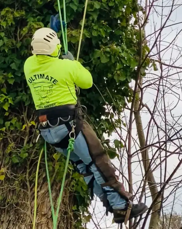 Pruning and Trimming